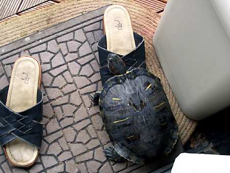 猫、チンチラ・来夢、来喜、ミドリガメ・マックス、コロタン