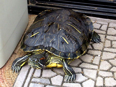 猫、チンチラ・来夢、来喜、ミドリガメ・マックス、コロタン