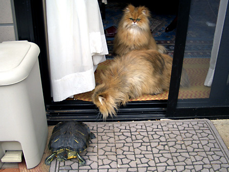 猫、チンチラ・来夢、来喜、ミドリガメ・マックス、コロタン