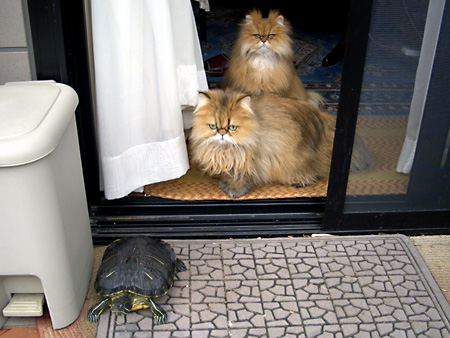 猫、チンチラ・来夢、来喜、ミドリガメ・マックス、コロタン