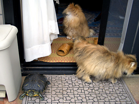 猫、チンチラ・来夢、来喜、ミドリガメ・マックス、コロタン