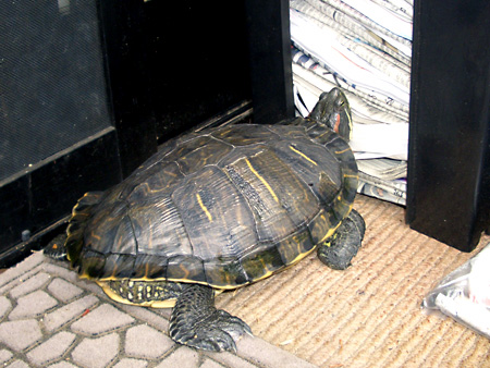 猫、チンチラ・来夢、来喜、ミドリガメ・マックス、コロタン