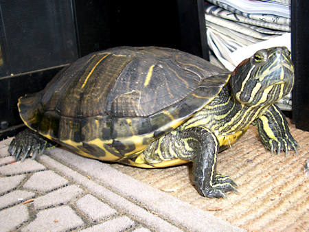 猫、チンチラ・来夢、来喜、ミドリガメ・マックス、コロタン