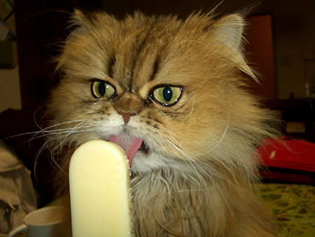 猫、チンチラ・来夢、来喜、ミドリガメ・マックス、コロタン