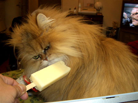 猫、チンチラ・来夢、来喜、ミドリガメ・マックス、コロタン