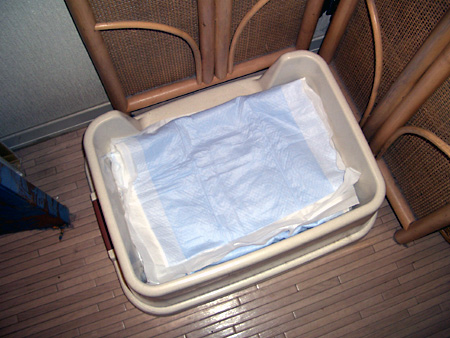 猫、チンチラ・来夢、来喜、ミドリガメ・マックス、コロタン