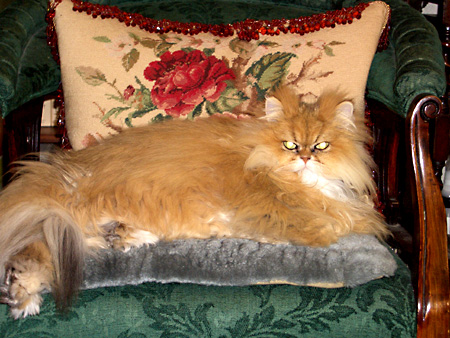 猫、チンチラ・来夢、来喜、ミドリガメ・マックス、コロタン