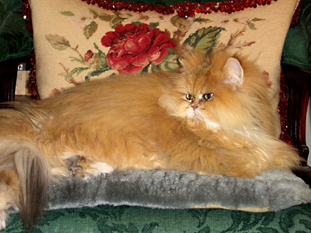 猫、チンチラ・来夢、来喜、ミドリガメ・マックス、コロタン