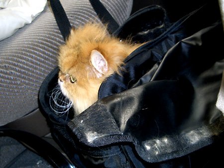 猫、チンチラ・来夢、来喜、ミドリガメ・マックス、コロタン