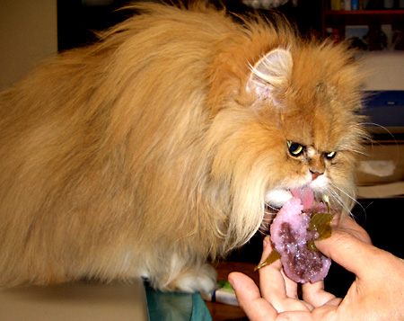 猫, チンチラ・ゴールデン, 来夢, 来喜