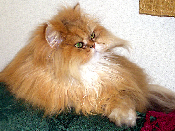 猫、チンチラ・来夢、来喜、ミドリガメ・マックス、コロタン