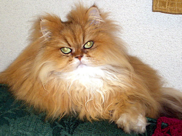 猫, チンチラ・ゴールデン, 来夢, 来喜