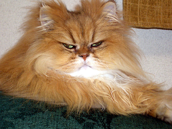 猫、チンチラ・来夢、来喜、ミドリガメ・マックス、コロタン