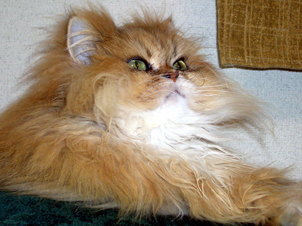 猫、チンチラ・来夢、来喜、ミドリガメ・マックス、コロタン