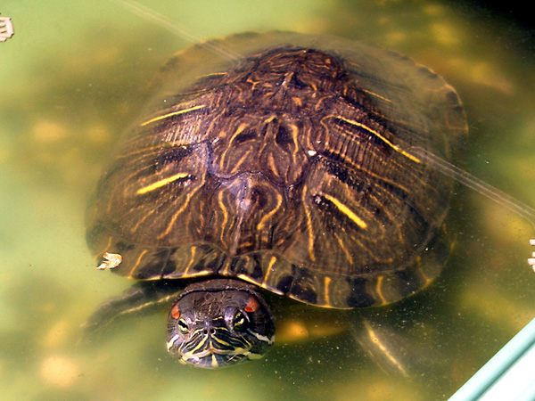 猫, チンチラ・ゴールデン, 来夢, 来喜