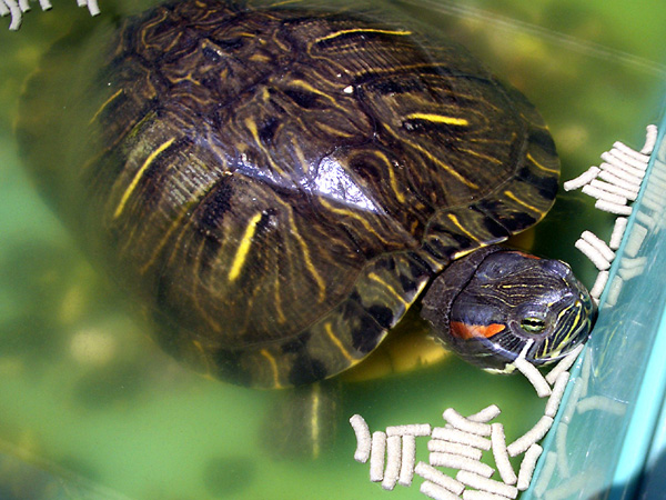 猫、チンチラ・来夢、来喜、ミドリガメ・マックス、コロタン