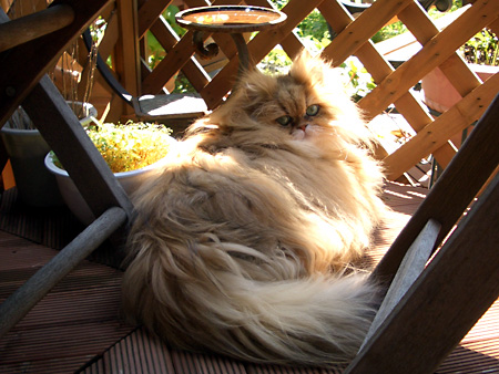 猫、チンチラ・来夢、来喜、ミドリガメ・マックス、コロタン