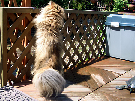 猫、チンチラ・来夢、来喜、ミドリガメ・マックス、コロタン