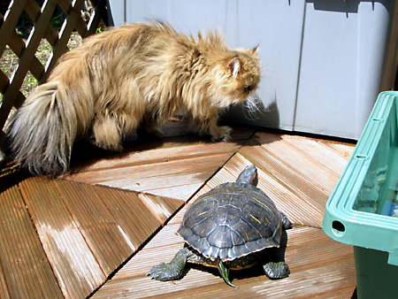 猫、チンチラ・来夢、来喜、ミドリガメ・マックス、コロタン
