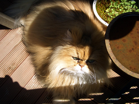 猫、チンチラ・来夢、来喜、ミドリガメ・マックス、コロタン