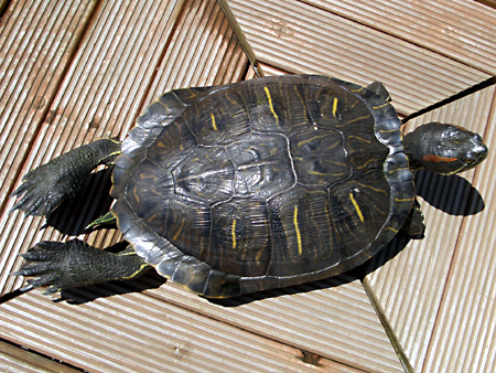 猫、チンチラ・来夢、来喜、ミドリガメ・マックス、コロタン