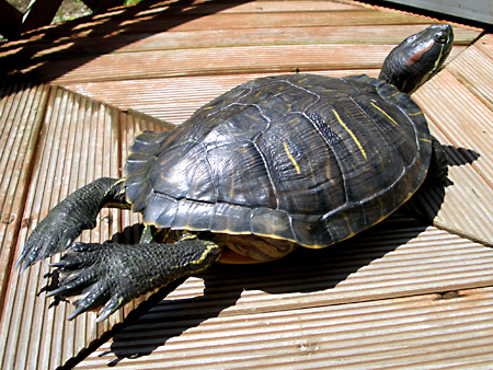 猫、チンチラ・来夢、来喜、ミドリガメ・マックス、コロタン