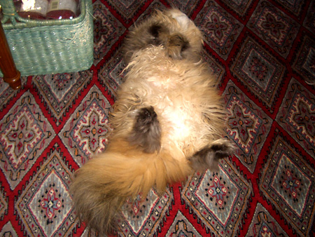 猫、チンチラ・来夢、来喜、ミドリガメ・マックス、コロタン