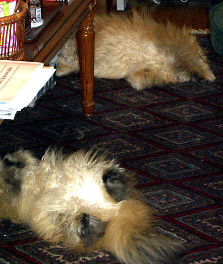 猫, チンチラ・ゴールデン, 来夢, 来喜