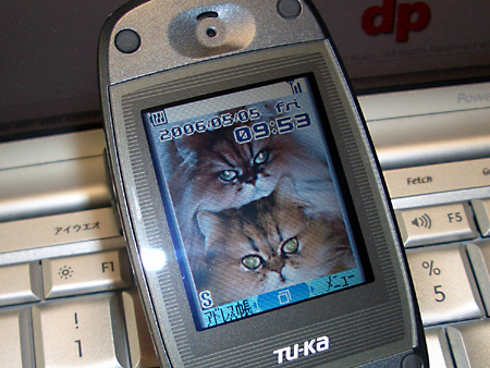 猫、チンチラ・来夢、来喜、ミドリガメ・マックス、コロタン