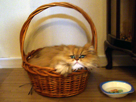 猫、チンチラ・来夢、来喜、ミドリガメ・マックス、コロタン