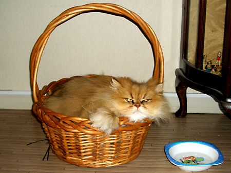 猫、チンチラ・来夢、来喜、ミドリガメ・マックス、コロタン