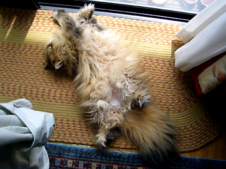 猫、チンチラ・来夢、来喜、ミドリガメ・マックス、コロタン