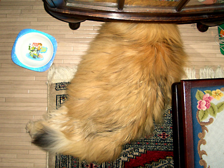 猫、チンチラ・来夢、来喜、ミドリガメ・マックス、コロタン