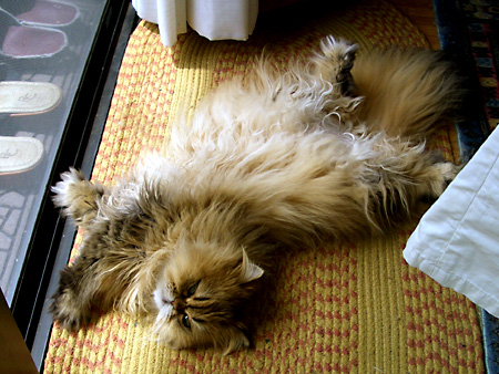 猫、チンチラ・来夢、来喜、ミドリガメ・マックス、コロタン