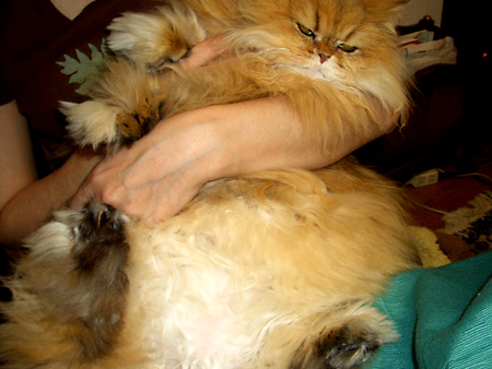 猫、チンチラ・来夢、来喜、ミドリガメ・マックス、コロタン