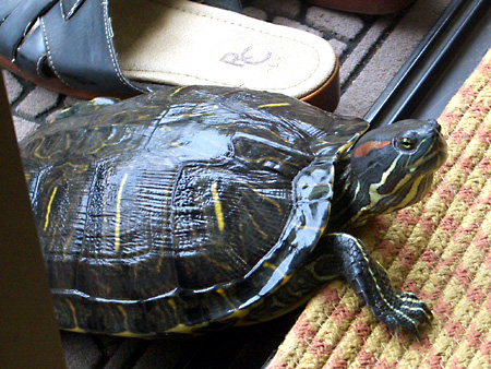 猫、チンチラ・来夢、来喜、ミドリガメ・マックス、コロタン