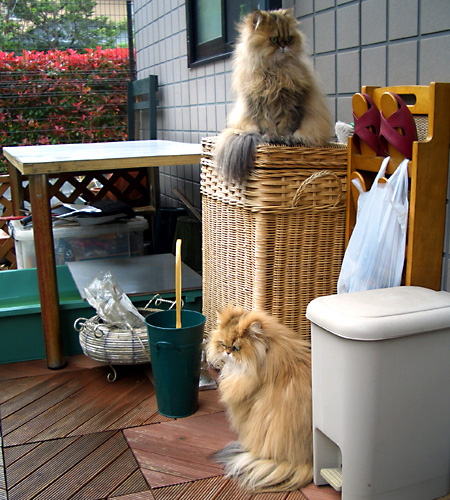 猫, チンチラ・ゴールデン, 来夢, 来喜