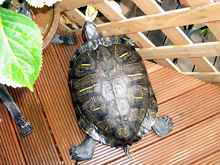 猫、チンチラ・来夢、来喜、ミドリガメ・マックス、コロタン