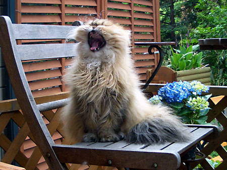 猫、チンチラ・来夢、来喜、ミドリガメ・マックス、コロタン