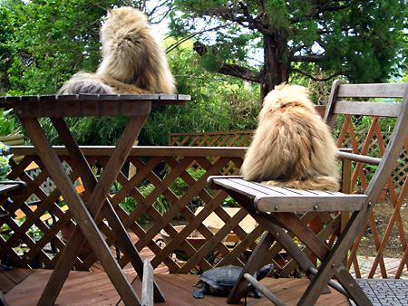 猫、チンチラ・来夢、来喜、ミドリガメ・マックス、コロタン