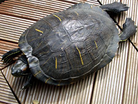 猫、チンチラ・来夢、来喜、ミドリガメ・マックス、コロタン