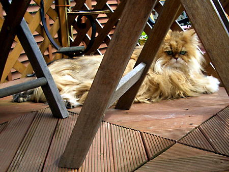 猫、チンチラ・来夢、来喜、ミドリガメ・マックス、コロタン