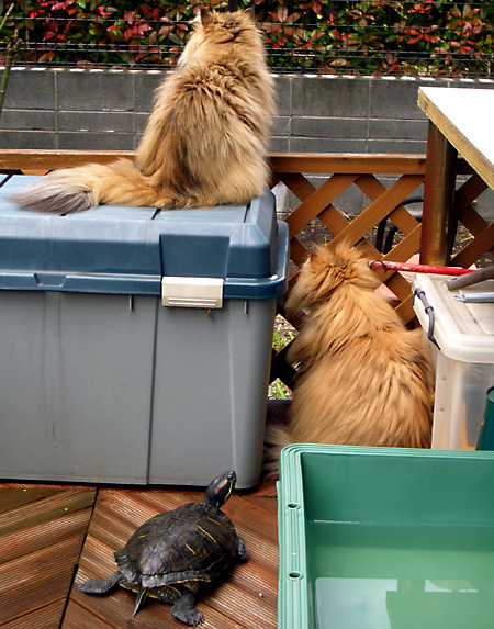 猫, チンチラ・ゴールデン, 来夢, 来喜