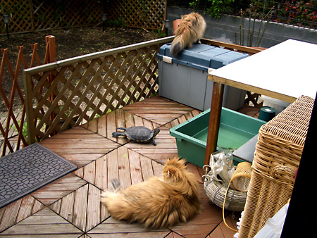 猫、チンチラ・来夢、来喜、ミドリガメ・マックス、コロタン