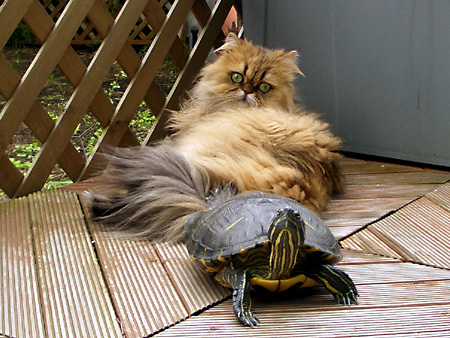 猫、チンチラ・来夢、来喜、ミドリガメ・マックス、コロタン