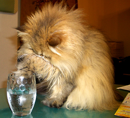 猫, チンチラ・ゴールデン, 来夢, 来喜