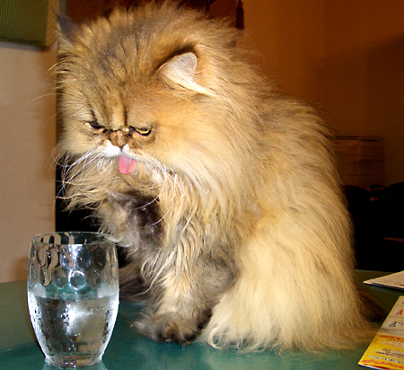 猫, チンチラ・ゴールデン, 来夢, 来喜