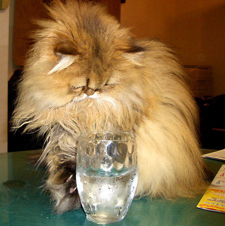 猫, チンチラ・ゴールデン, 来夢, 来喜