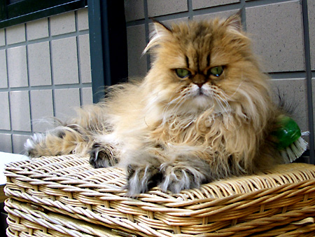 猫、チンチラ・来夢、来喜、ミドリガメ・マックス、コロタン