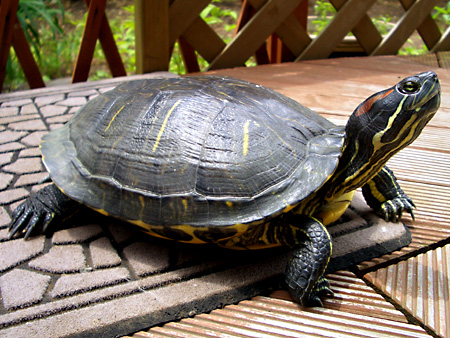 猫、チンチラ・来夢、来喜、ミドリガメ・マックス、コロタン